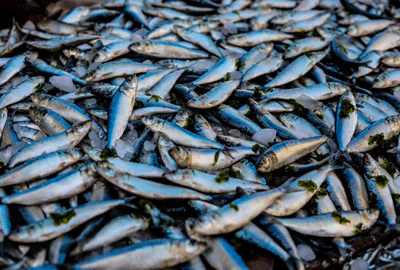 microfinanzas-pesca-de-anchoveta-3-octubre-2023